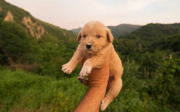 Abandoned Puppy