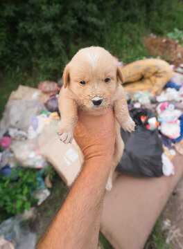 Abandoned Puppy