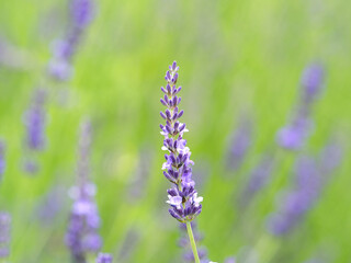 ラベンダーの花