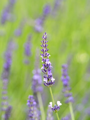 ラベンダーの花