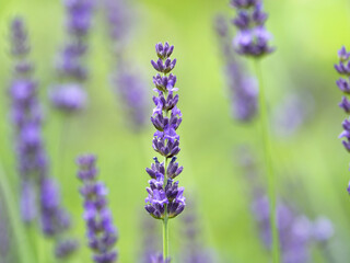 ラベンダーの花