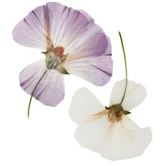 Pressed and dried flower lavatera, isolated on white background. For use in scrapbooking, floristry...