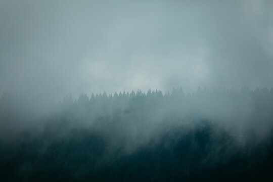 Misty forest.