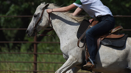 Horse and Rider