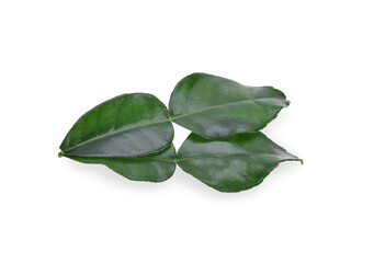 leaf kaffir lime isolated on white background