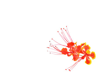 Barbados pride or peacock 's crest isolated on white background