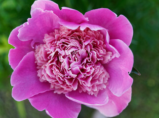 Obraz premium Close up of a Pink peony