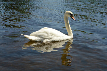 One Swan Swimming
