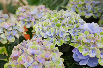 パステルカラーの西洋アジサイ01