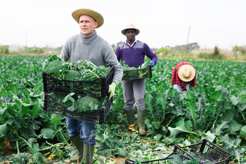 Portrait of positive farmer man holding crate full of organic broccoli in a farm field
