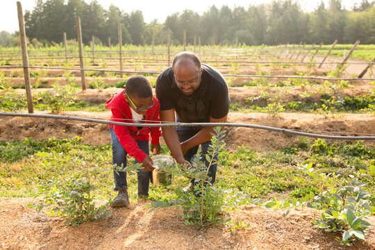 Dad and his son picking blueberries