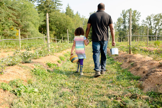 Father and daughter walk down blueberry row