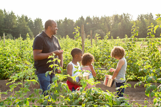 Family eating raspberries in a field