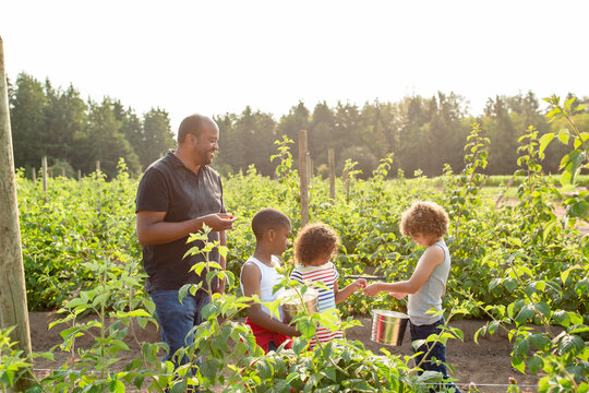 Black dad and kids picking raspberries