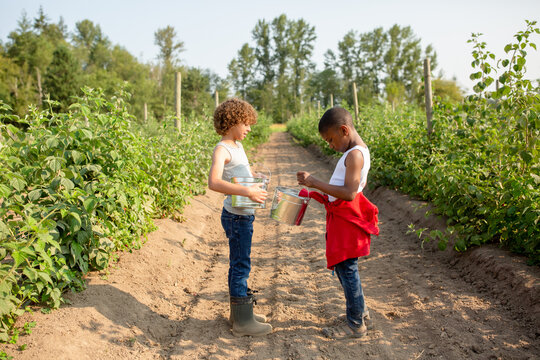 Brothers compare buckets on a u-pick farm