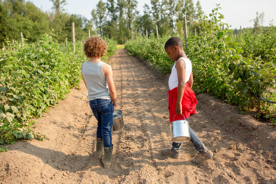 Brothers in a raspberry row on u-pick farm.
