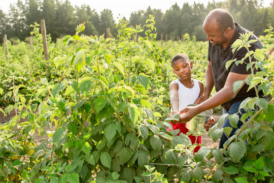 Father and son picking raspberries in a field