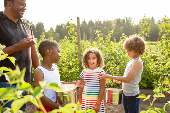 Girl and her family pick raspberries at a farm
