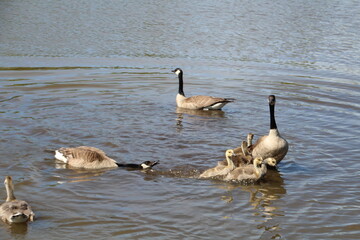 Aggressive Goose, Pylypow Wetlands, Edmonton, Alberta