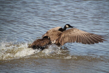 Flight On The Water, Pylypow Wetlands, Edmonton, Alberta