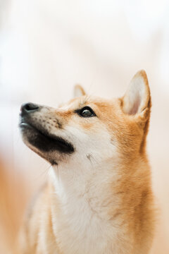 Shiba face