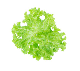 Lettuce leaf isolated on white background