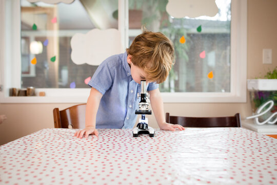 Preschooler looks through microscope at kitchen table`