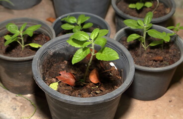 Basil seedlings in nursery pots