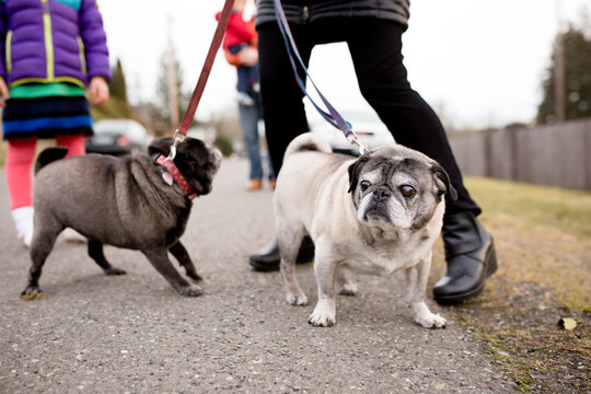Low angle view of pugs on leashes walking with family