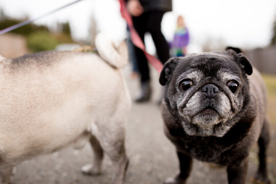 Closeup of elderly pug on leash