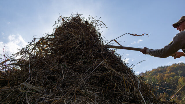 Hay