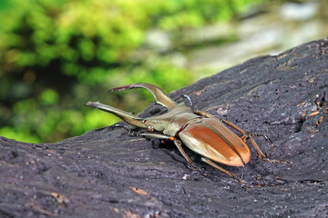 Stag beetle (Cyclommatus metallifer) is a genus of the Lucanidae family. Beautiful beetle with lustrous metallic bodies,one of most famous exotic pets. Selective focus, blurred background, copy space
