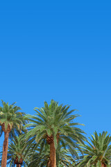 Fototapeta premium Group of lush palm trees with clear blue sky