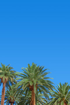 Group of lush palm trees with clear blue sky