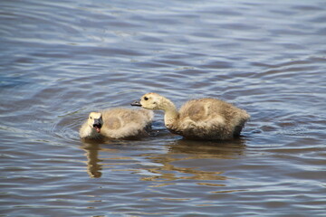 Goslings Standing On The Pond, Pylypow Wetlands, Edmonton, Alberta