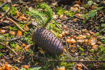 Piña de pino en el césped