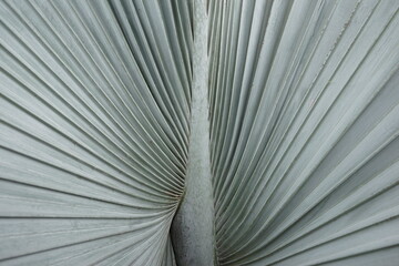Natural fresh fan palm leaves with muted light green color abstract texture background. Bismarckia nobilis cultivar.