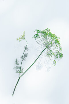 Dill plant with sunlight and shadow