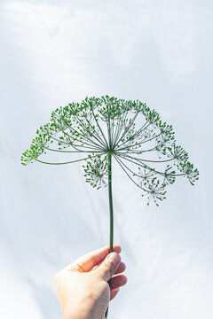 Still life of dill flowers against white background