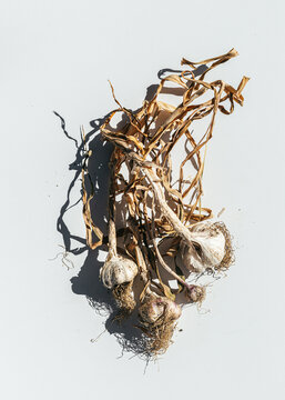 Bunch of organic dried Russian garlic from the garden