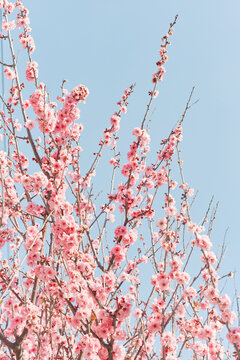 Pink Spring blossoms