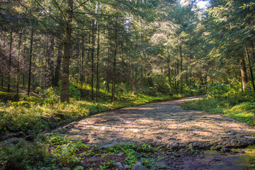 Camino en el bosque