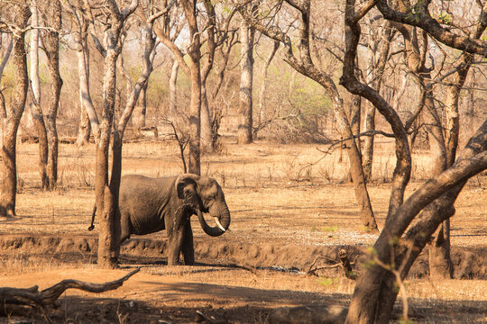 Elephant Mud Bath