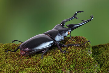 The Giraffe Stag-Beetle (Prosopocoilus giraffa) is the world's largest saw-tooth stag beetle with...