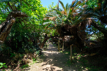 鹿児島県　徳之島の金見崎ソテツトンネル