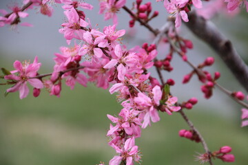 Pink Blossoms Of May, U of A Botanic Gardens, Devon, Alberta