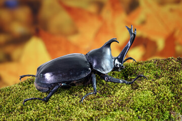 Japanese rhinoceros beetle (Allomyrina dichotoma) or Japanese horn beetle (or Kabutomushi, Kabuto meaning is Japanese's Samuai helmet, and Mushi is Insect) in Autumn. Exotic pets. Selective focus