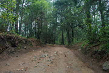 Camino con rocas en el bosque