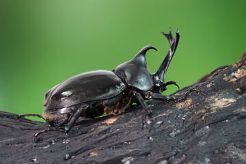 Japanese rhinoceros beetle (Allomyrina dichotoma) or Japanese horn beetle (or Kabutomushi, Kabuto meaning is Japanese's Samuai helmet, and Mushi is Insect) in summer. Exotic pets. Selective focus