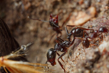 Macro shooting ants for work in an anthill